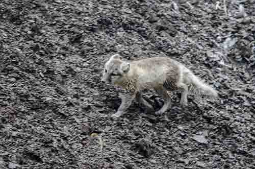 Zorro Ártico - islas Svalbard - Noruega 2.jpg